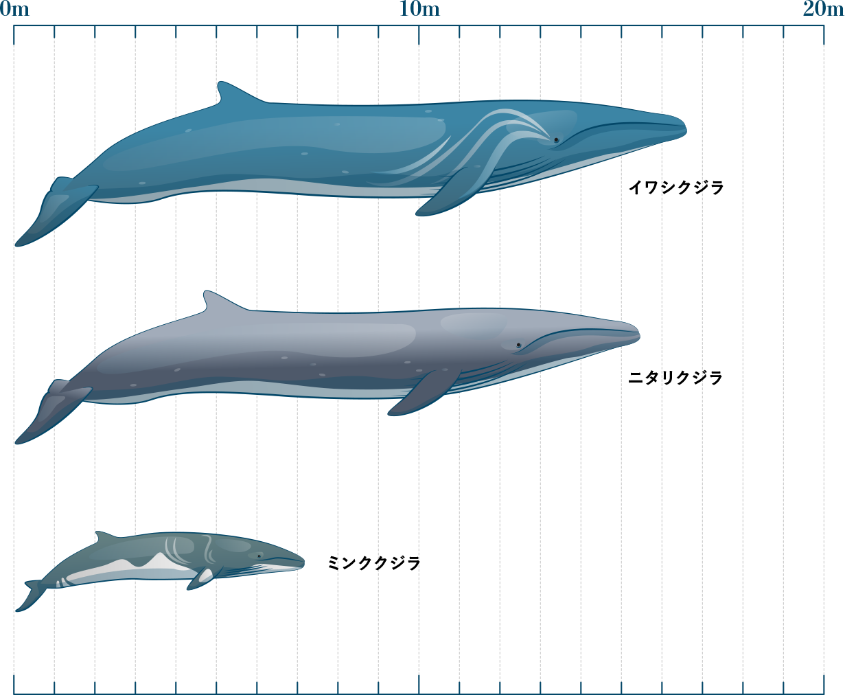 鯨の種類の絵