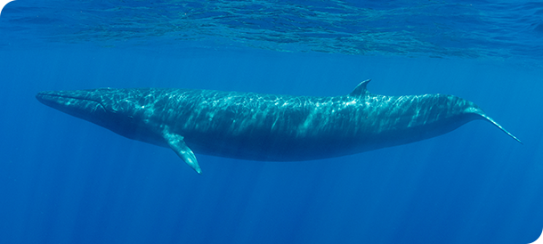 ニタリクジラ